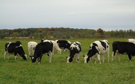 Research Brief: Nitrogen Fertilization vs Legumes for Dairy Heifer Grazing