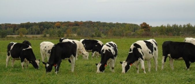 Research Brief: Nitrogen Fertilization vs Legumes for Dairy Heifer Grazing