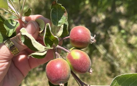 Preparing for Summer Rot Diseases in Wisconsin Apple Orchards