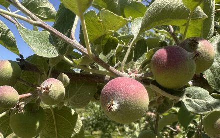 Adjusting Nutrient Management After Frost: Apple Blocks Carrying a Light Crop