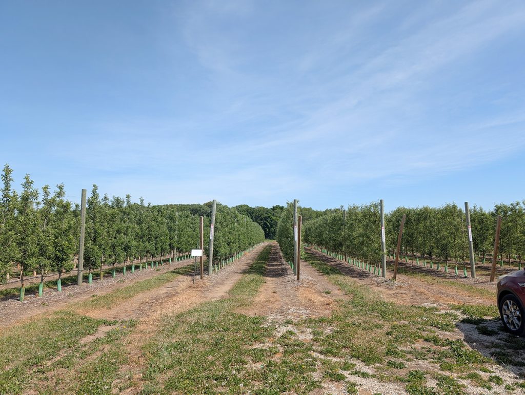 Rows of young apple trees in a trellised orchard with protective trunk guards and dirt access lanes under clear sky.