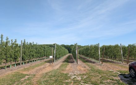 Notes from the Field: A Grower’s Perspective – Erin Warner #3