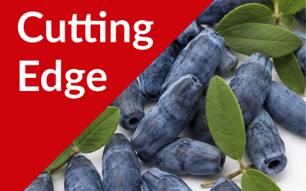 Field Notes: Honeyberry Bird Netting, May 29
