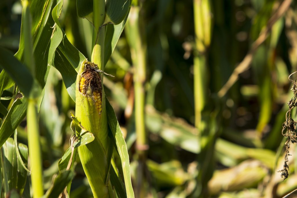 Crop Scout Training on Corn and Soybean Disease and Herbicide Injury – July 9 in Arlington