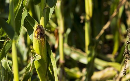 Crop Scout Training on Corn and Soybean Disease and Herbicide Injury – July 9 in Arlington