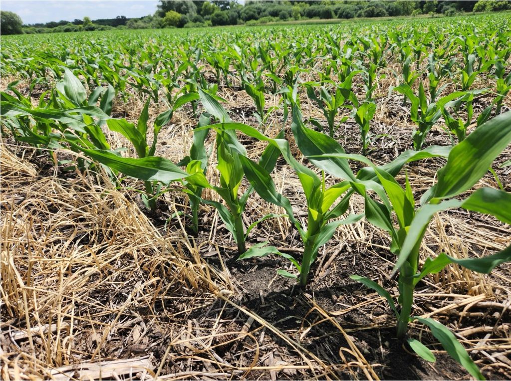 Corn at the V5 growth stage surrounded by rye residue.