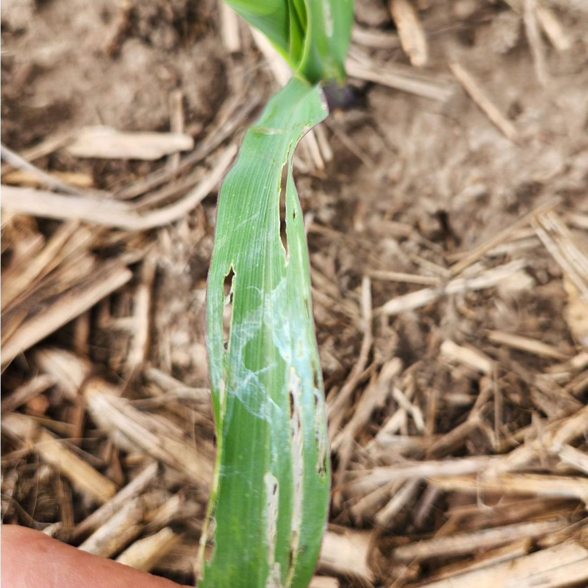 Slug feeding damage and characteristic slime trail on V2 corn.