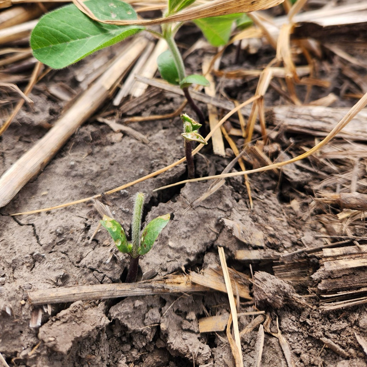 Slug feeding damage on soybean cotyledons.