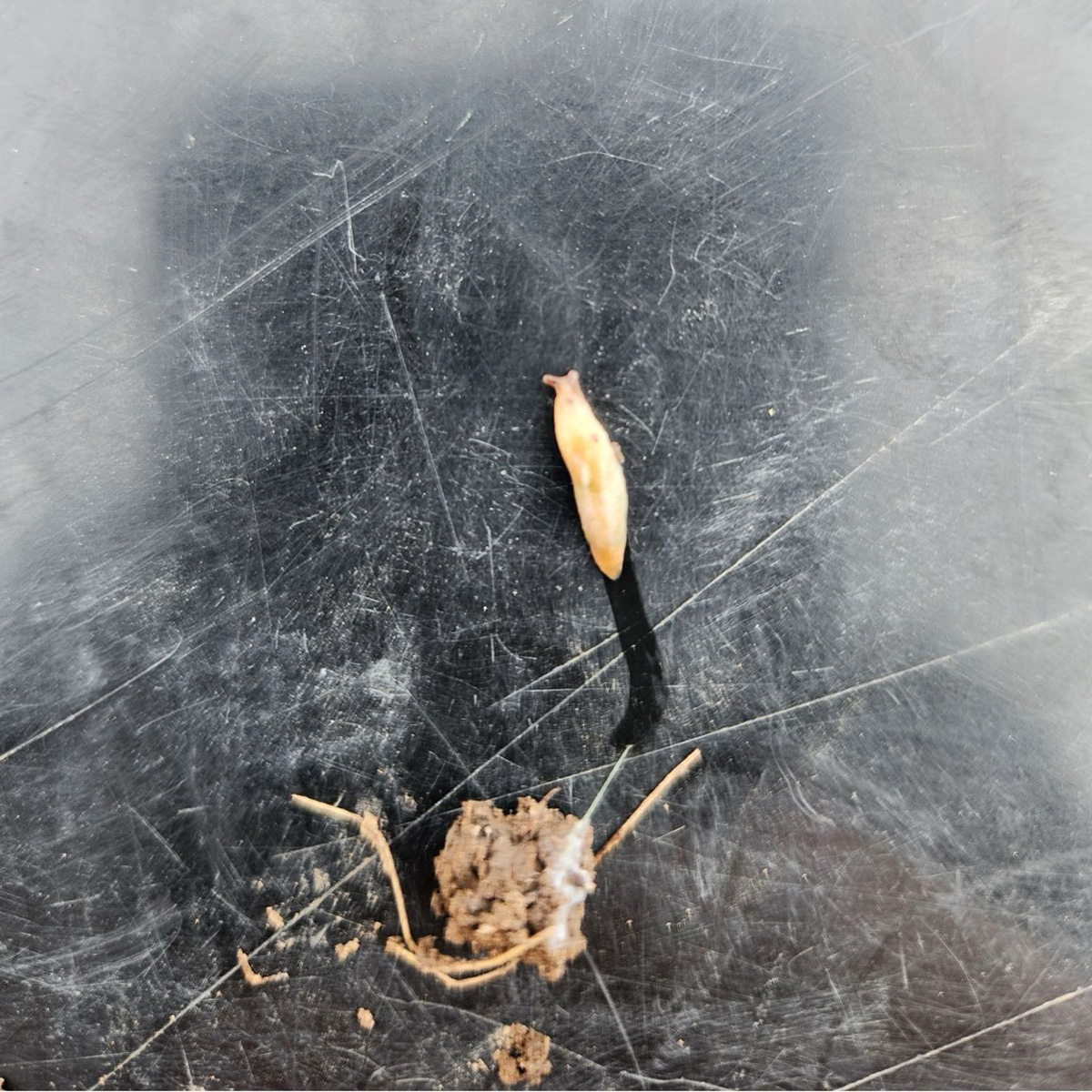 Grey garden slug crawling on clipboard.