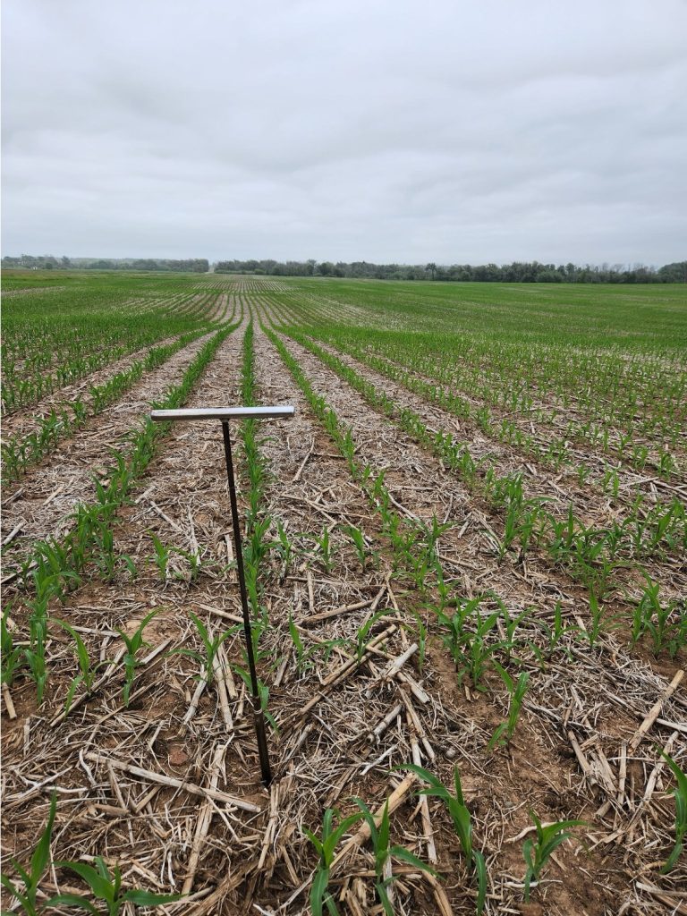 Soil probe stuck into the ground next to a bucket with bag of soil in between corn rows with some corn residue visible on the soil surface.