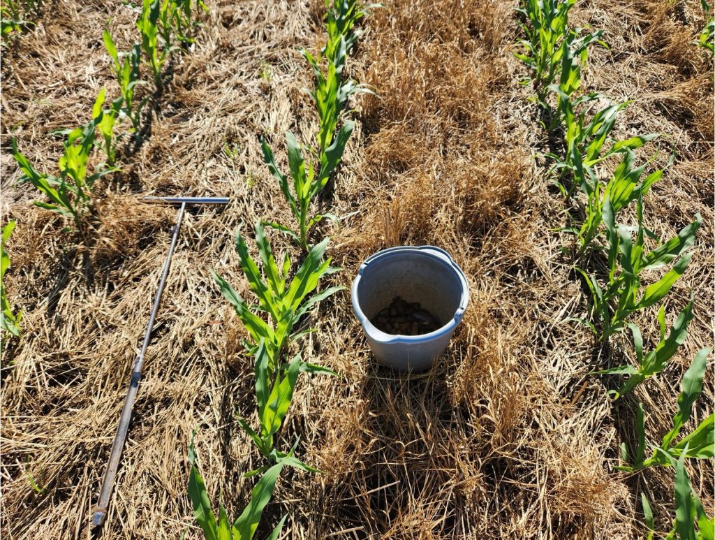 Soil probe laid on the ground next to a bucket with soil in between corn rows with a large amount of wheat regrowth residue.
