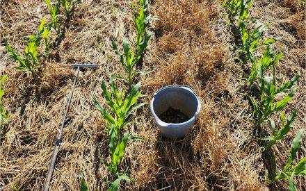What Happens After On-Farm Research Trials Are Planted?