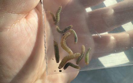 WI ⚠🐛 – Scout for True Armyworm