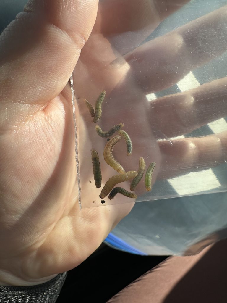 True armyworm larvae found in grassy patches at the Arlington Agricultural Research Station on June 3, 2026
