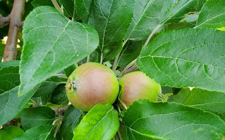 Wisconsin Fruit Crop Scouting Report: July 1, 2026