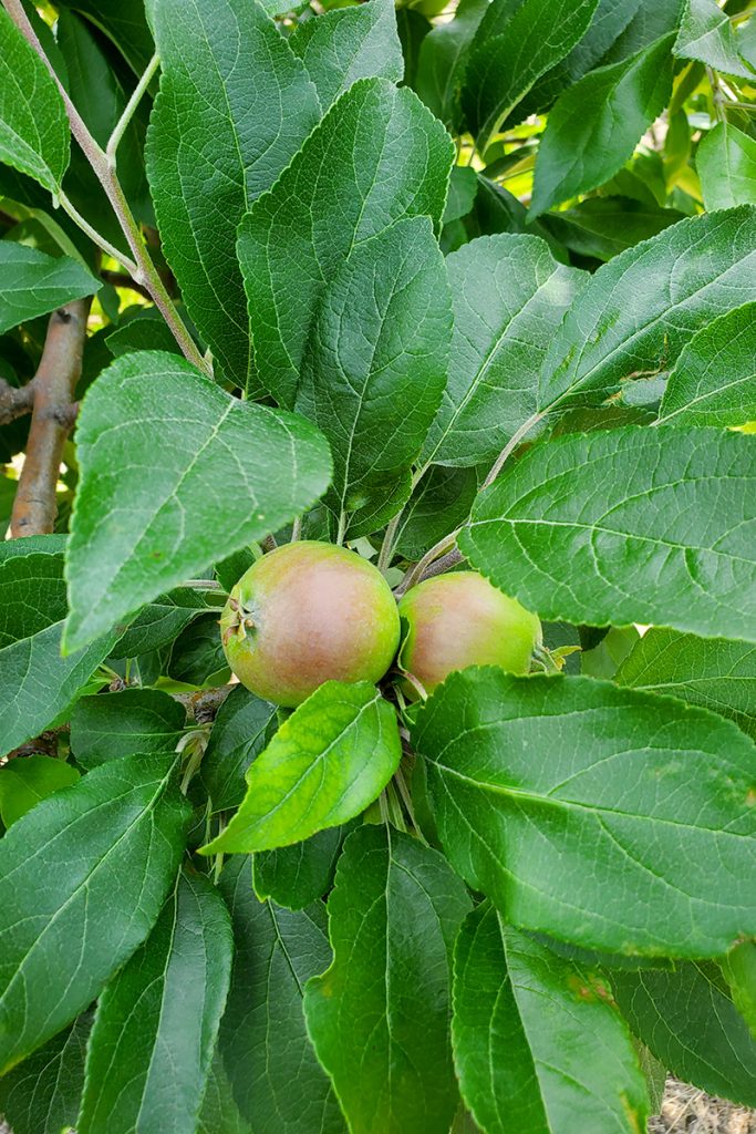 Wisconsin Fruit Crop Scouting Report: July 1, 2026