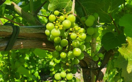 Estimating Your Vineyard’s Crop: A Practical Guide for Growers