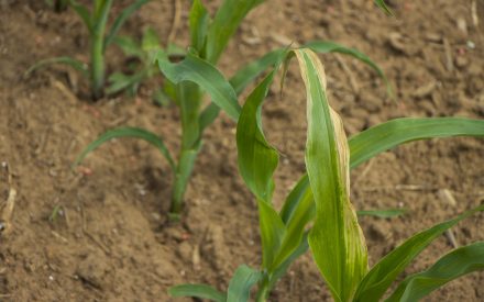 What Your Plant Tissue Samples are Trying to Tell You