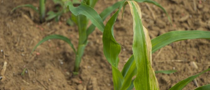 What Your Plant Tissue Samples are Trying to Tell You