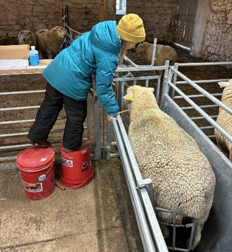 Photograph of a sheep secured with an anti-backup gate with person in a blue jacket and yellow hat standing on two red buckets inside a barn, interacting with a large sheep in a metal pen. Stone walls, wooden beams, and additional sheep in pens are visible in the background, indicating a farm or livestock setting.