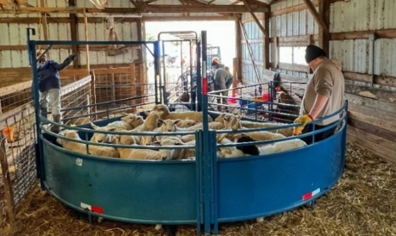 Photograph of an indoor livestock pen with a circular blue metal enclosure containing several sheep, surrounded by people attending to the animals. The barn structure features wooden beams, a metal roof, and straw-covered floor, highlighting a farm setting focused on animal care or sorting.