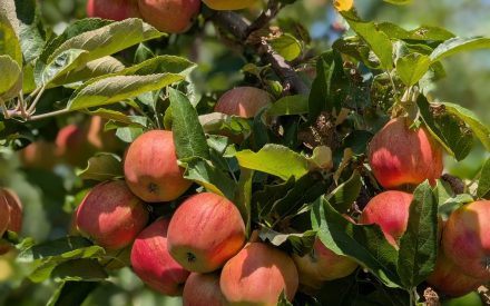 Wisconsin Fruit Crop Scouting Report: July 31, 2026