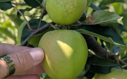 Managing Bitter Rot and Marssonina Leaf Blotch in Wisconsin Apple Orchards