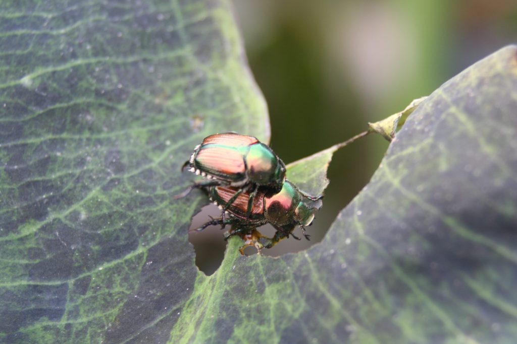 UW-Madison Extension Insect Diagnostic Lab Update – July 29, 2026