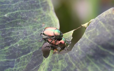 UW-Madison Extension Insect Diagnostic Lab Update – July 29, 2026