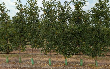 Notes from the Field: A Grower’s Perspective – Erin Warner #6
