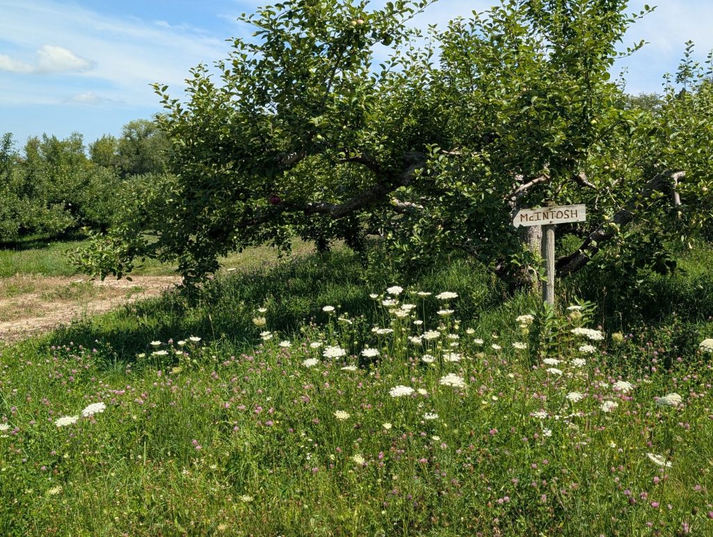 Getting the Most Out of Summer Hedging in Your Apple Orchard