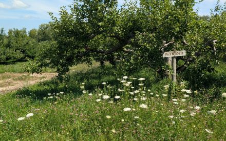 Getting the Most Out of Summer Hedging in Your Apple Orchard