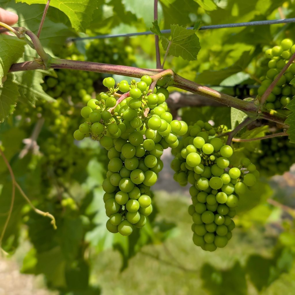 Small petite pearl grapes
