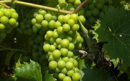 Wisconsin Fruit Crop Scouting Report: July 15, 2026