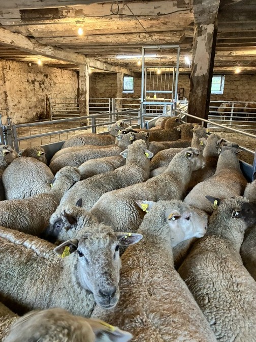 Photograph of a crowded indoor sheep pen showing numerous sheep with thick wool coats and yellow ear tags preceding the raceway where sheep will be handled. The rustic stone walls, wooden beams, and metal fencing highlight a farm setting focused on livestock containment and care.