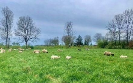 15 Tips for Effective Livestock Handling in Small Ruminant Grazing Systems