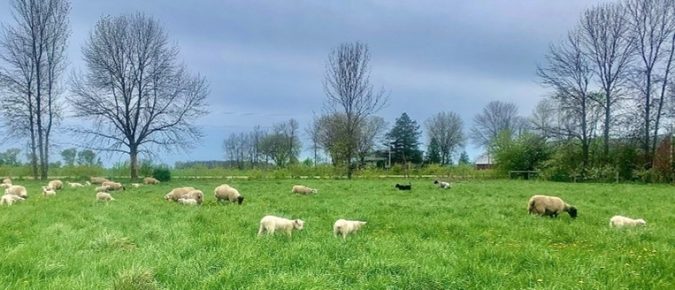15 Tips for Effective Livestock Handling in Small Ruminant Grazing Systems
