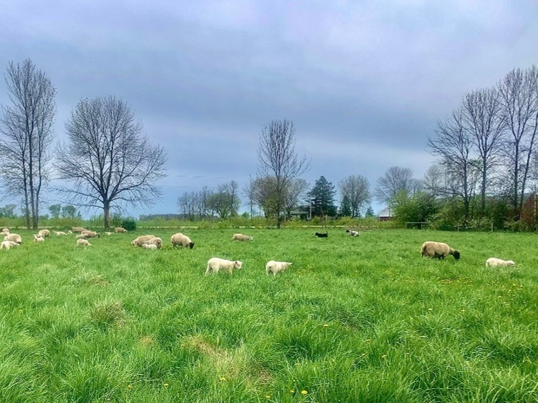 Photograph of a green pasture with scattered sheep grazing under a cloudy sky. Leafless trees line the horizon, creating a calm rural landscape.