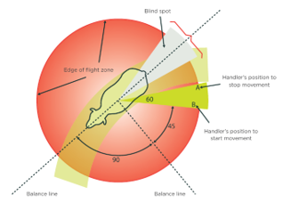 Diagram illustrating flight zone and handler positions around an animal, showing zones of movement control with labeled angles of 45, 60, and 90 degrees. Key components include a red circular flight zone, yellow handler positions to start and stop movement, balance lines, and a blind spot area behind the animal.