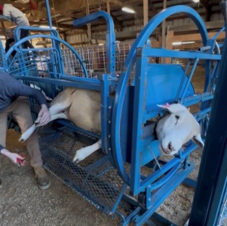 Photograph of a livestock handling chute with a sheep restrained inside for medical treatment or inspection. The blue metal structure secures the animal while a person applies care to its leg, highlighting animal management practices in a barn setting.