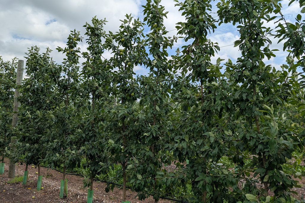 Notes from the Field: A Grower’s Perspective – Erin Warner #5