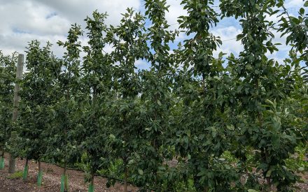 Notes from the Field: A Grower’s Perspective – Erin Warner #5