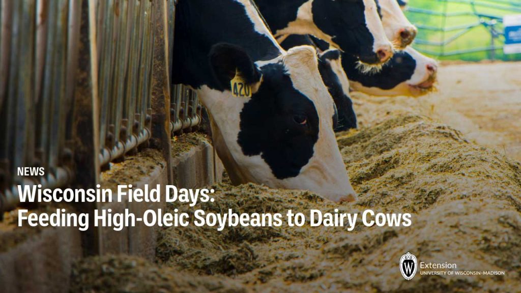 Wisconsin Field Days: Feeding High-Oleic Soybeans to Dairy Cows