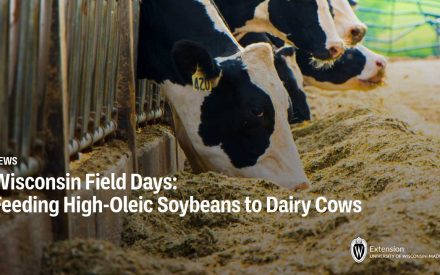 Wisconsin Field Days: Feeding High-Oleic Soybeans to Dairy Cows