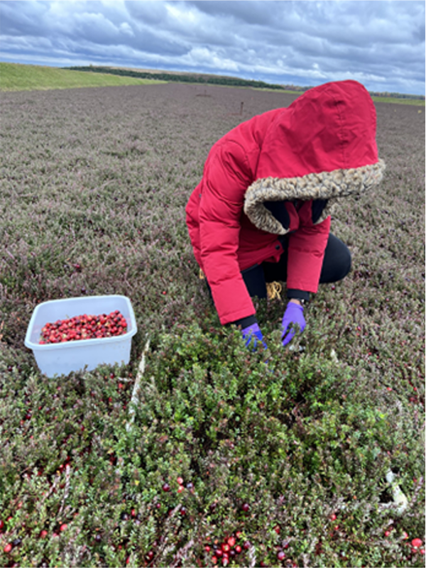 Person harvesting cranberries in a marsh, placing berries into a plastic bin among low-growing cranberry plants.