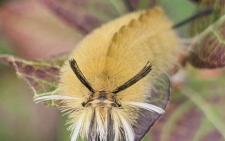 UW-Madison Extension Insect Diagnostic Lab Update – August 12, 2026