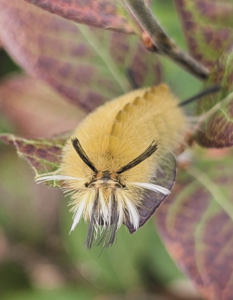 UW-Madison Extension Insect Diagnostic Lab Update – August 12, 2026