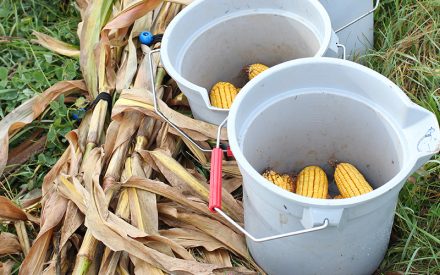 2025 Nitrogen Optimization Pilot Program Annual Report