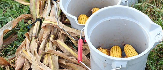 2025 Nitrogen Optimization Pilot Program Annual Report