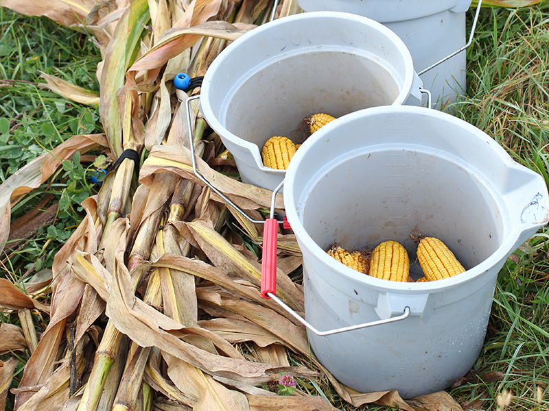 Buckets containing harvested corn ears beside cut corn stalks during grain and stalk sampling.